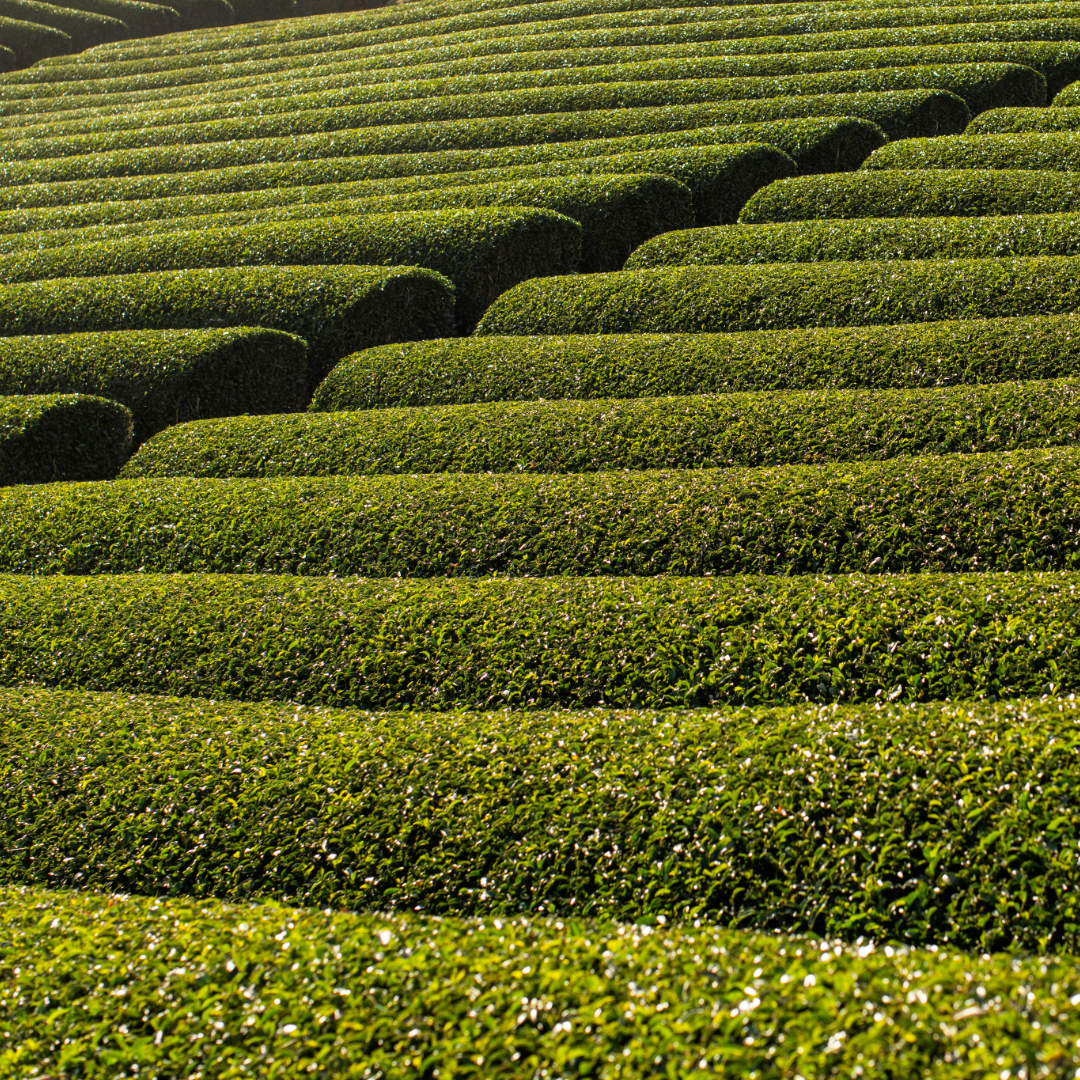 茶畑の写真